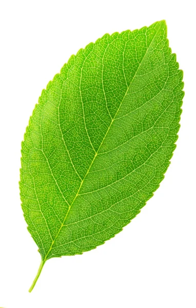 Cherry leaf isolated on a white Royalty Free Stock Images