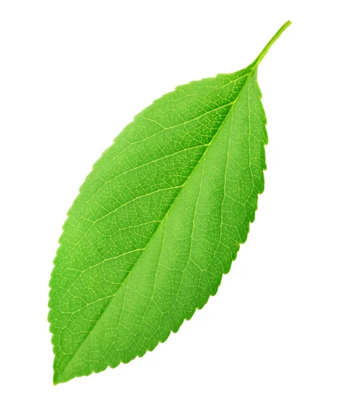 Cherry leaf isolated on a white Royalty Free Stock Images