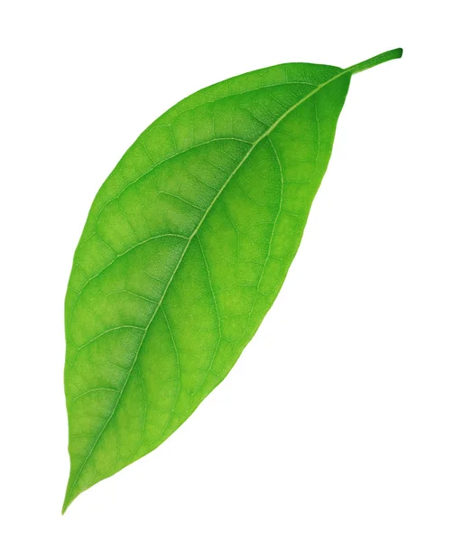 Avokado leaf isolerad på en vit — Stockfoto