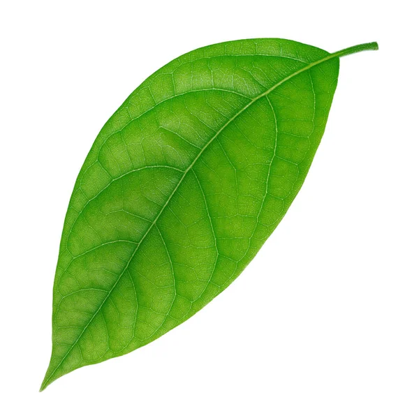 Avokado leaf isolerad på en vit — Stockfoto