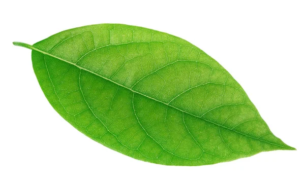 Avokado leaf isolerad på en vit — Stockfoto