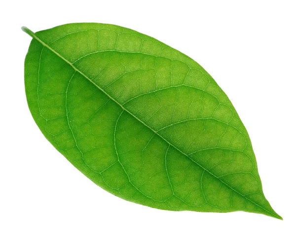Folha de abacate isolado em um branco — Fotografia de Stock