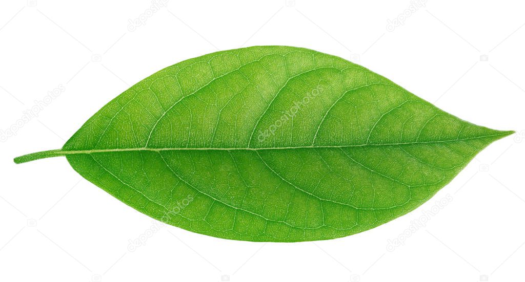 Feuille d’avocat isolé sur un blanc — Photographie S-Photo © #157026988