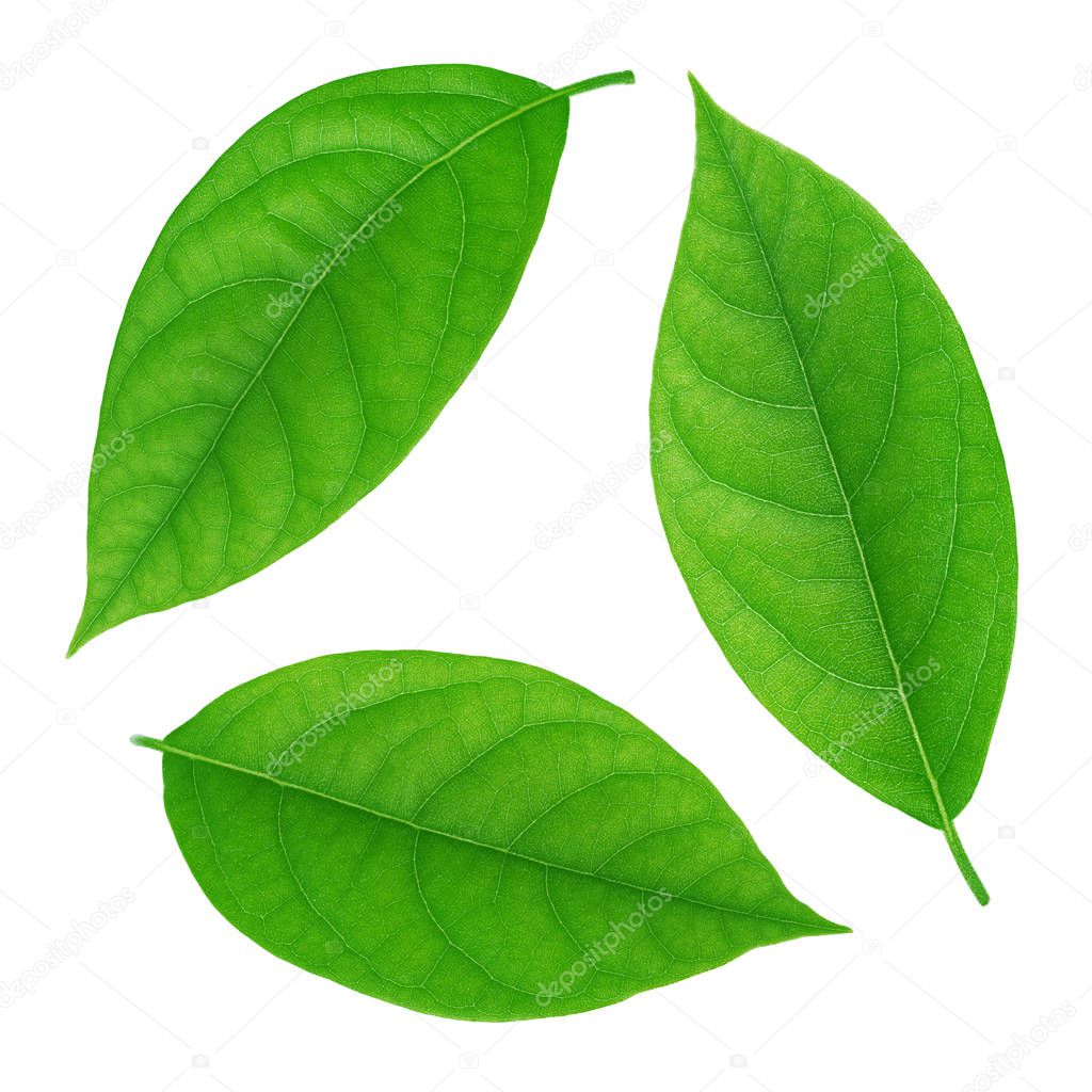 Set of avocado leaf isolated on a white