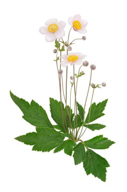 İzole soluk pembe anemon çiçekleri