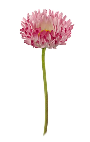 Daisy blomman isolerad på en vit — Stockfoto