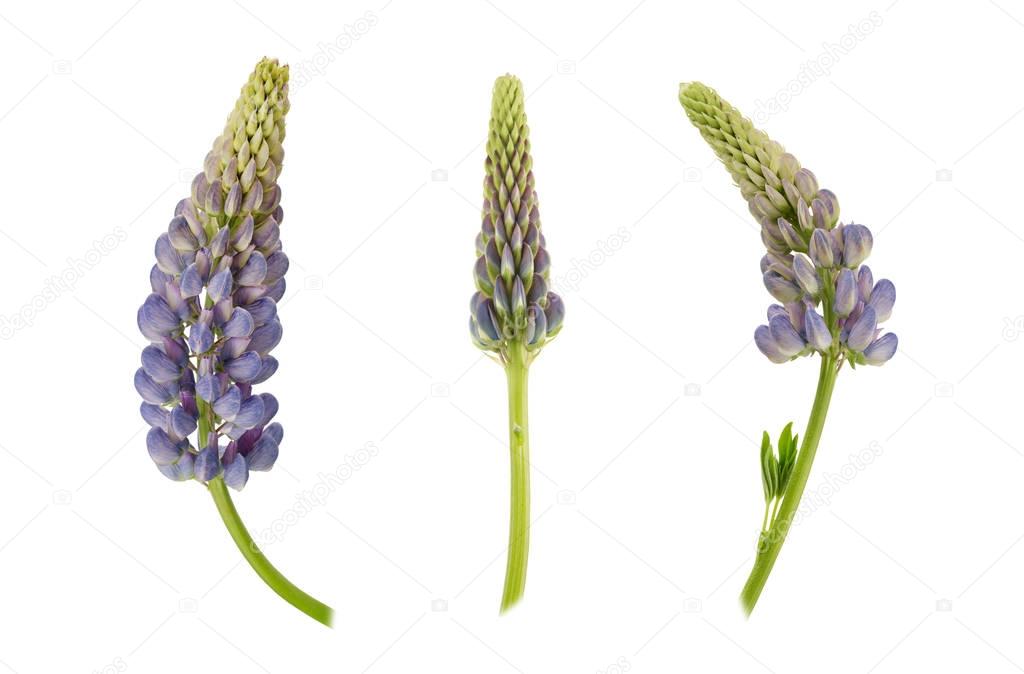 Set of violet lupin flowers isolated on a white