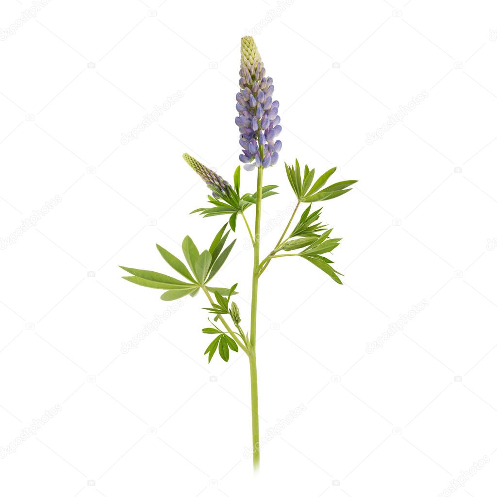 Violet lupin flower isolated on a white