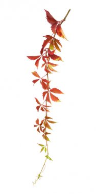 Beyaz izole sonbahar Parthenocissus dal