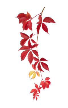 Beyaz izole sonbahar Parthenocissus dal