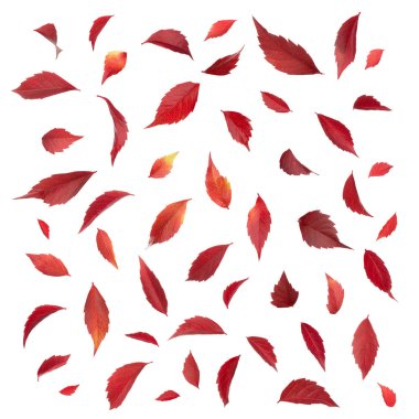 Sonbahar Parthenocissus yaprakları beyaz izole kümesi
