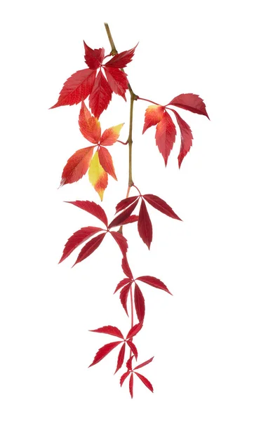 Autumn Parthenocissus twig isolated on a white — Stock Photo, Image