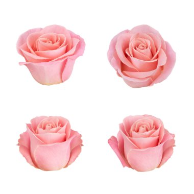 Mercan gülü çiçeği. Ayrıntılı rötuş