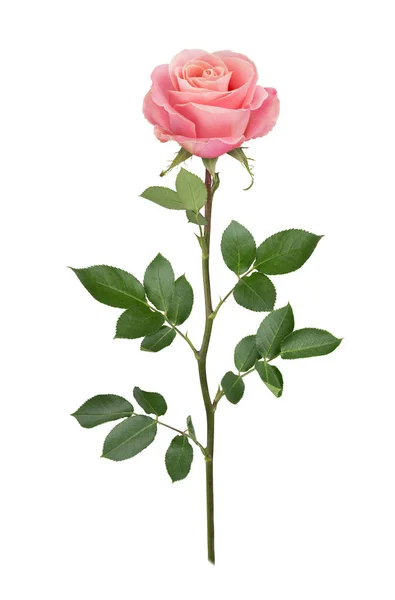 Rosa ros i full skärpedjup. Detaljerad retusch. — Stockfoto