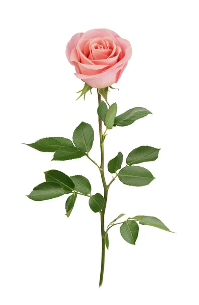 Rosa ros i full skärpedjup. Detaljerad retusch. — Stockfoto