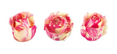 İki Gül kümesi. Tam alan derinliği.