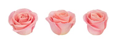 Mercan gülü çiçeği. Ayrıntılı rötuş