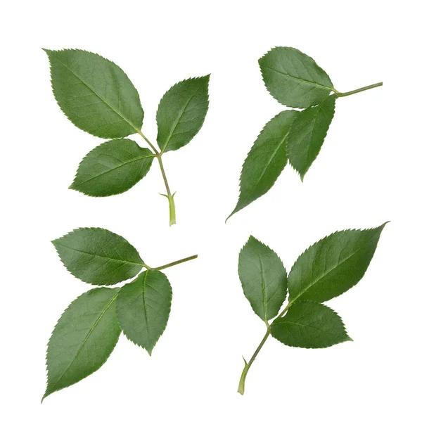 Set of rose leaves. Detailed retouch
