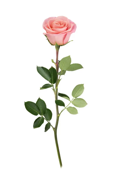 Rosa rosa en plena profundidad de campo. Retoque detallado . — Foto de Stock
