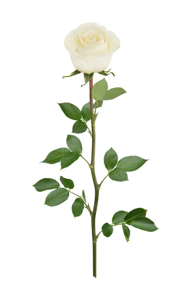 Rose blanche en pleine profondeur de champ. Retouche détaillée . — Photo