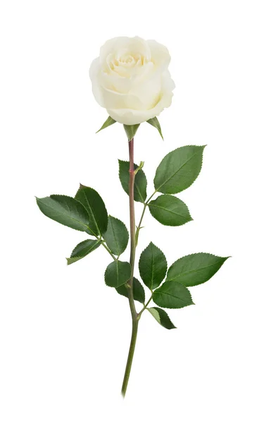Rosa blanca en plena profundidad de campo. Retoque detallado . — Foto de Stock