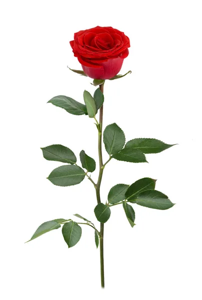 Κόκκινο τριαντάφυλλο στο πλήρες βάθος πεδίου. Λεπτομερείς ρετουσάρισμα. — Φωτογραφία Αρχείου