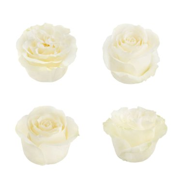 Beyaz gül kümesi. Detaylı rötuş