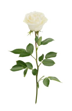 Beyaz alan tam derinliği yükseldi. Detaylı rötuş.