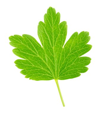 Bektaşi üzümü yaprağı beyaz izole. Detaylı rötuş