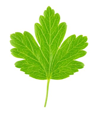 Bektaşi üzümü yaprağı beyaz izole. Detaylı rötuş