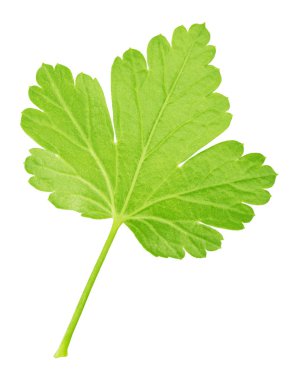 Bektaşi üzümü yaprağı beyaz izole. Detaylı rötuş