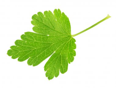 Bektaşi üzümü yaprağı beyaz izole. Tam alan derinliği