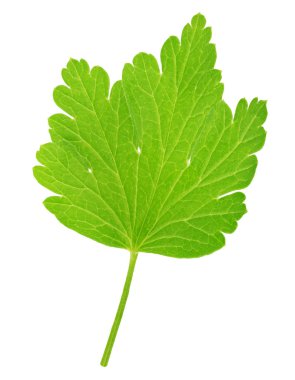 Bektaşi üzümü yaprağı beyaz izole. Tam alan derinliği