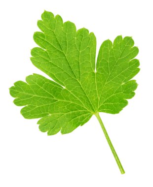 Bektaşi üzümü yaprağı beyaz izole. Tam alan derinliği