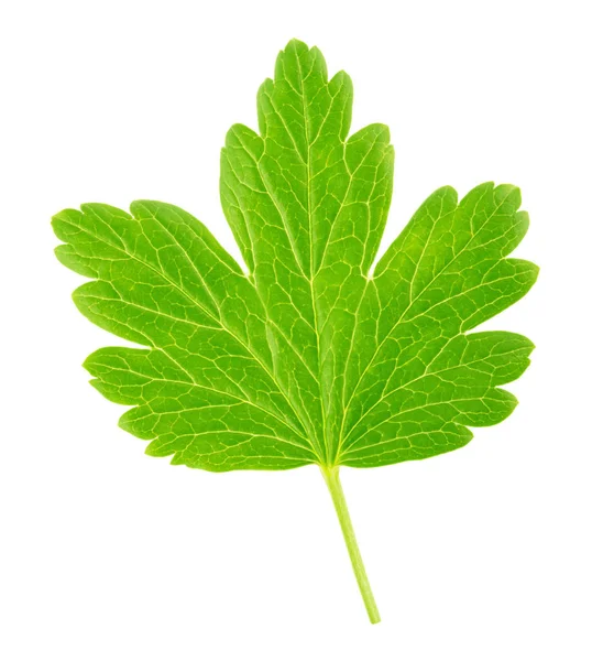 Bektaşi üzümü yaprağı beyaz izole. Detaylı rötuş