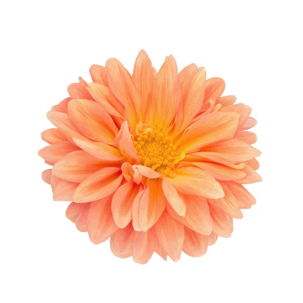 Oranje dahlia geïsoleerd op een witte. Volledige diepte van het veld. — Stockfoto