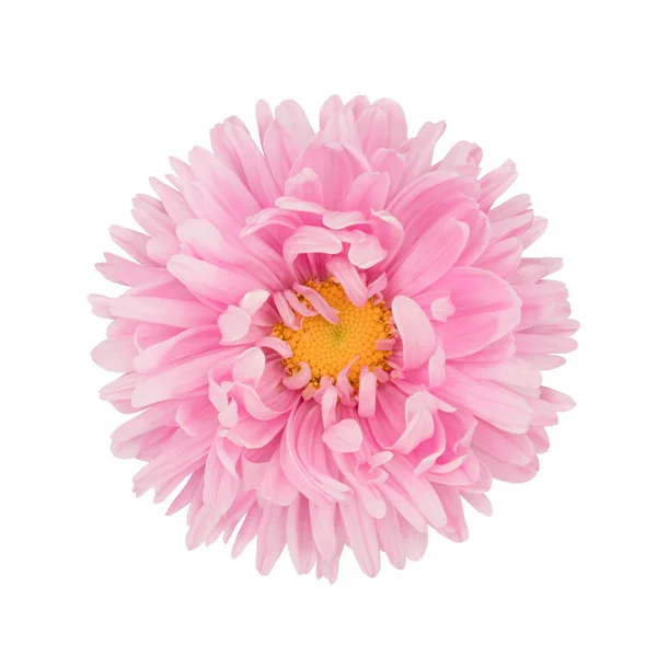 Aster blomma huvudet isolerad på en vit — Stockfoto