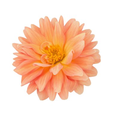 Beyaz izole turuncu dahlia. Tam alan derinliği.