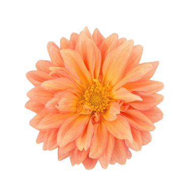 Beyaz izole turuncu dahlia. Tam alan derinliği.
