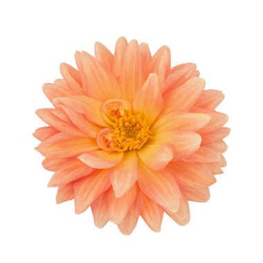 Beyaz izole turuncu dahlia. Tam alan derinliği.