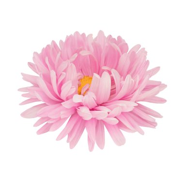 Aster çiçek beyaz izole kafa