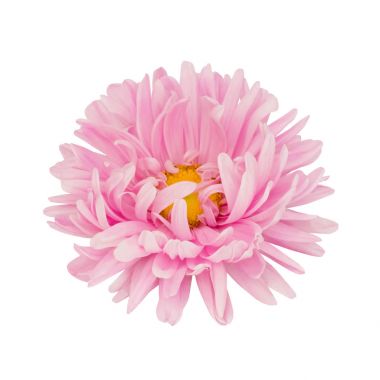 Aster çiçek beyaz izole kafa