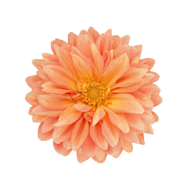 Orange dahlia isolerad på en vit. Full skärpedjup. — Stockfoto