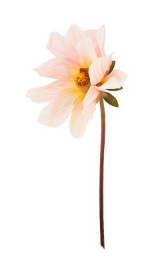 Beyaz izole çiçek açan dahlia. Tam alan derinliği.