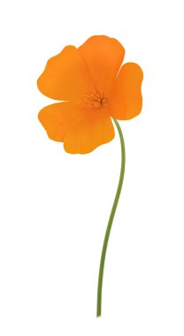 Turuncu eschscholzia beyaz izole. Tam alan derinliği.
