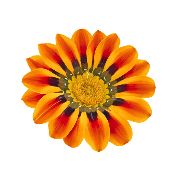 Gazania arancione isolata su un bianco. Profondità di campo completa . — Foto Stock