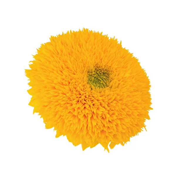 Osito de peluche de girasol aislado en un blanco. Profundidad total del campo . — Foto de Stock