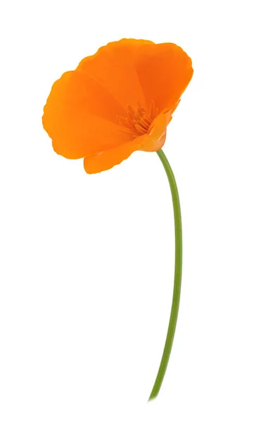 Oranje eschscholzia geïsoleerd op een witte. Volledige diepte van het veld. — Stockfoto