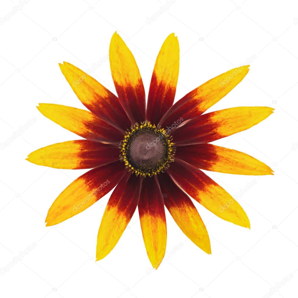 Rudbeckia flower head isolated on a white. Top view.