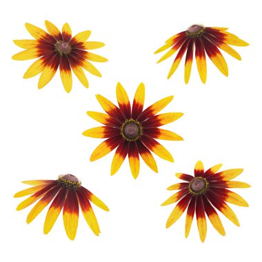 Rudbeckia başlı takım beyaz izole. Tasarım öğeleri.